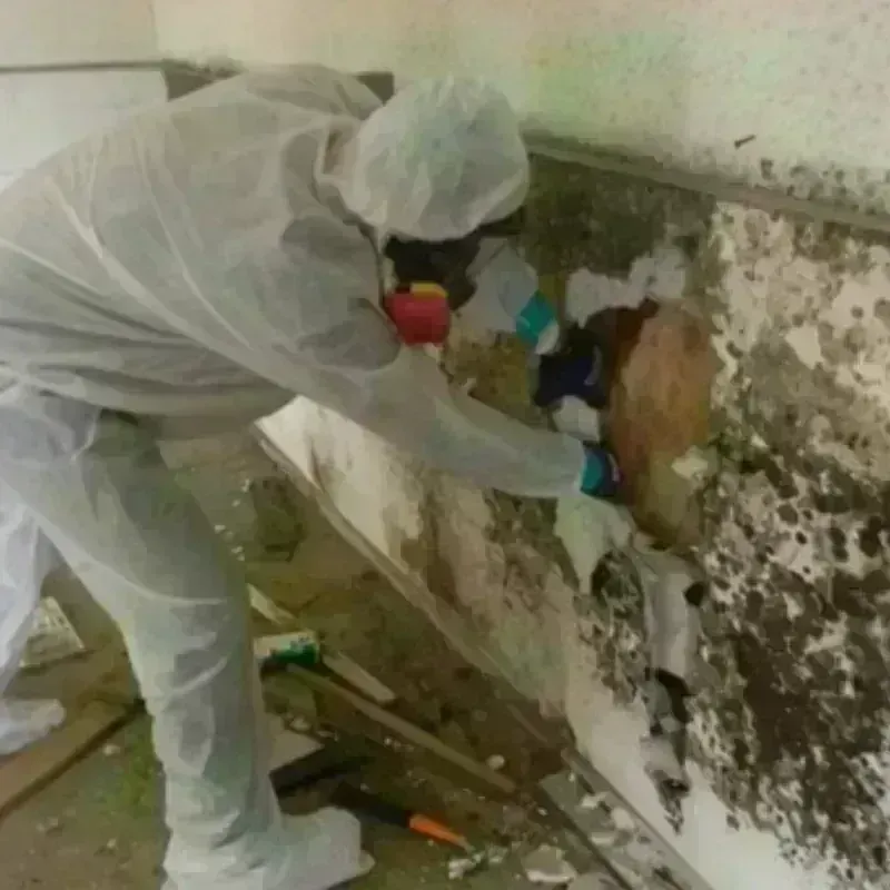 Mold Remediation and Removal in Columbia Falls, MT